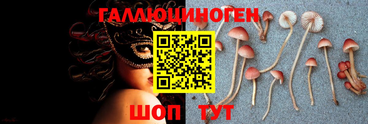 Галлюциногенные грибы Psilocybe Грозный